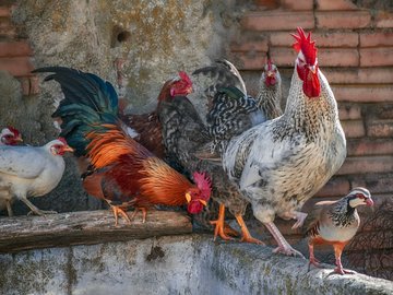 Grippe aviaire Grisolles